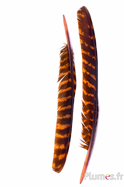 Dindon bronze - 33-38 cm - cognac-noir 